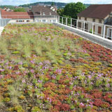 Axter green roof