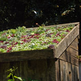 Axter green roof at Chelsea Flower Show
